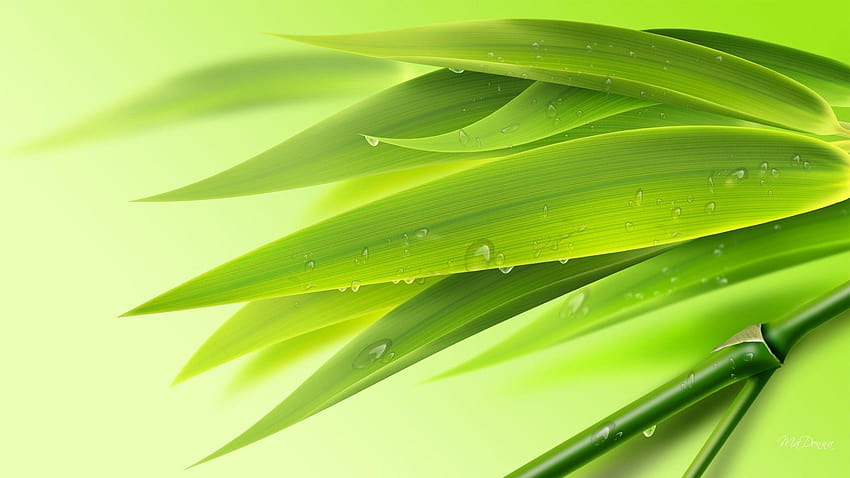 Forests: Leaves Chartreuse Tree Water Bamboo Lime Early Dew Fresh, morning dew on leaves HD wallpaper