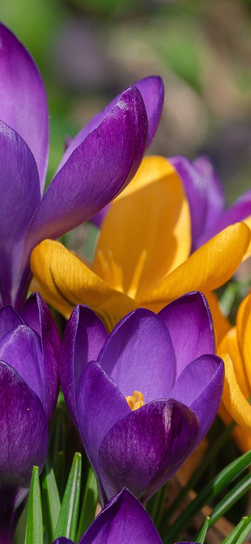 Azafrán amarillo y morado, flores de primavera 1125x2436 iPhone 11 Pro fondo de pantalla del teléfono