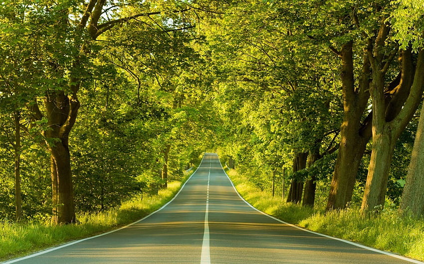 Road through trees 1376 [1920x1200] for your , Mobile & Tablet, road side HD wallpaper