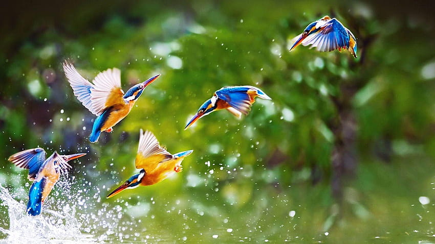 Piękne, ptaki, latające, panoramiczne, pełne, latające ptaki Tapeta HD