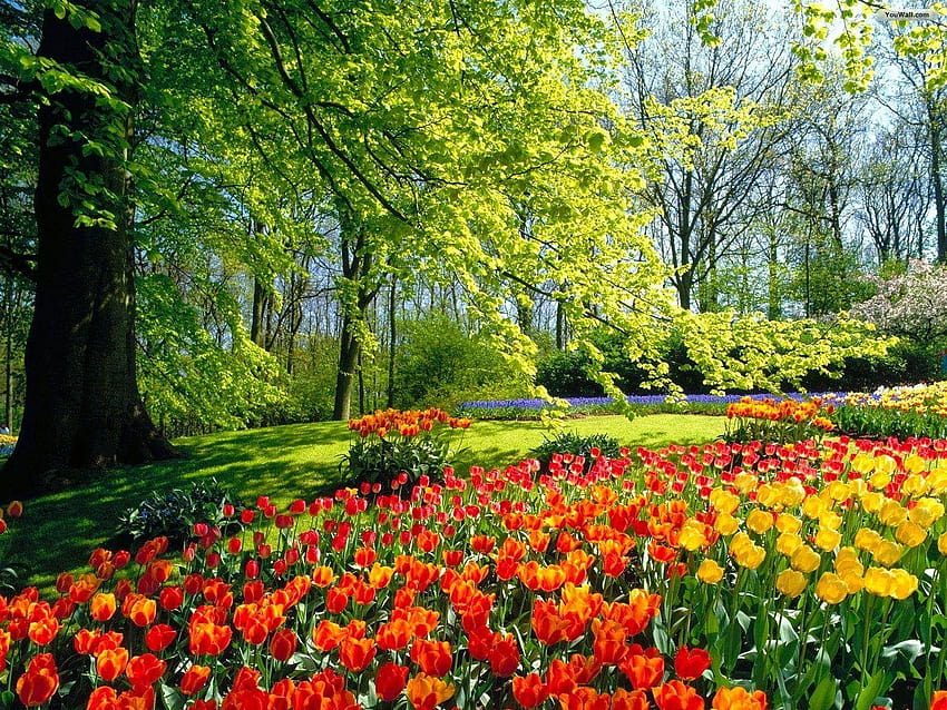 Najpiękniejszy ogród kwiatowy, naturalny ogród kwiatowy Tapeta HD