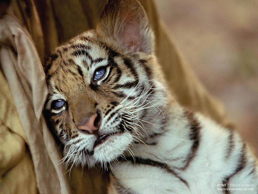 cute tiger cub HD wallpaper