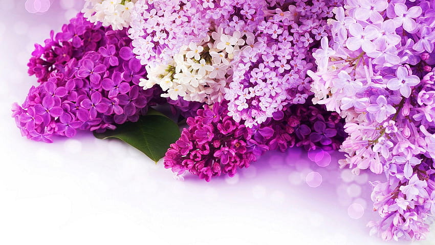 Fond d'écran fleur de lilas fondo de pantalla
