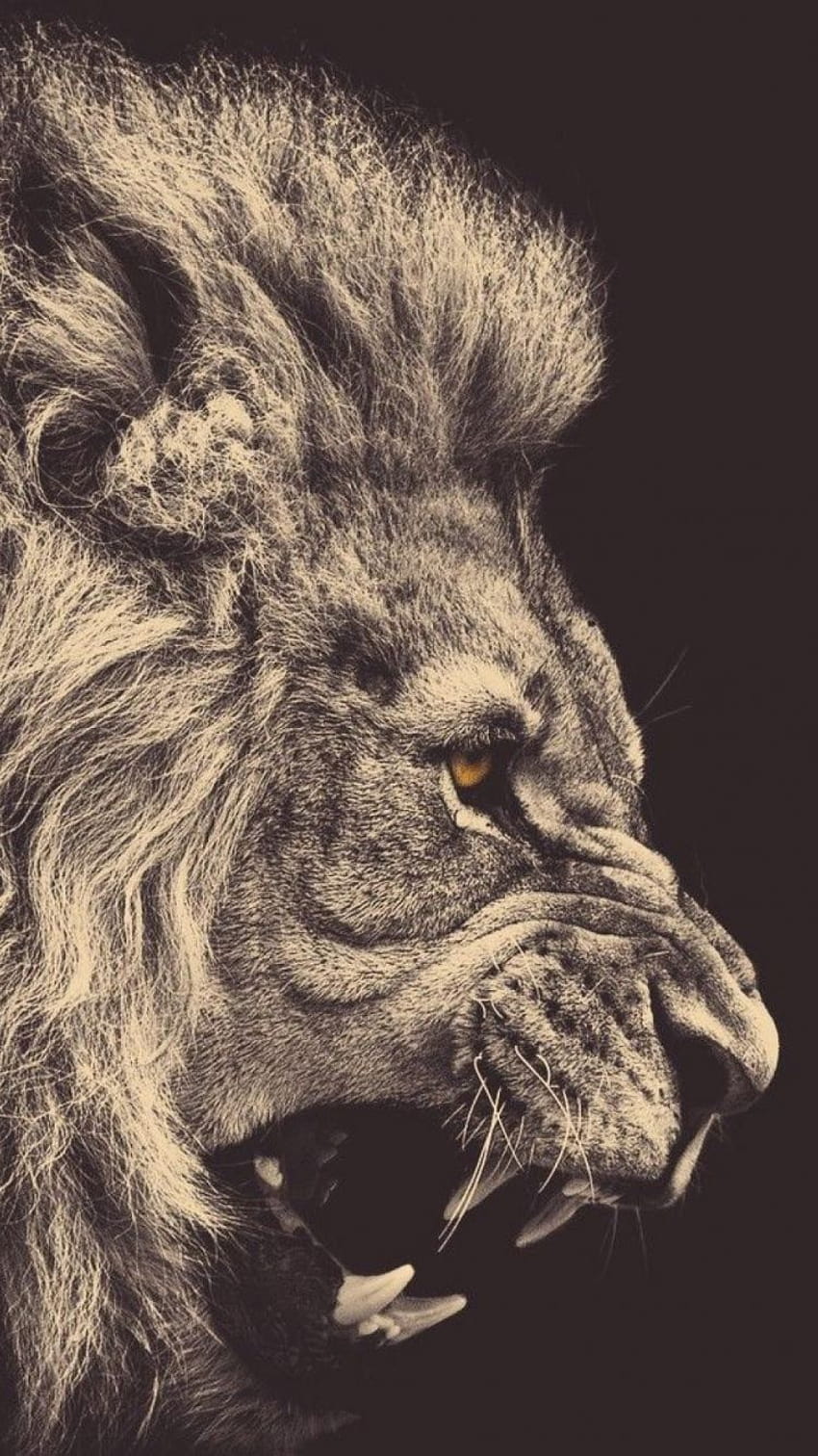 Cool Lion Group, danger lion HD phone wallpaper