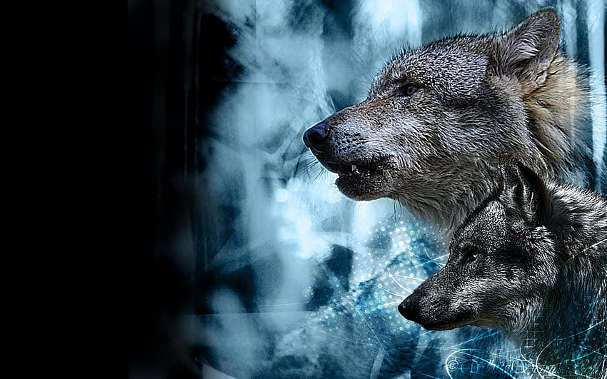 De pantalla de lobos HD wallpapers | Pxfuel