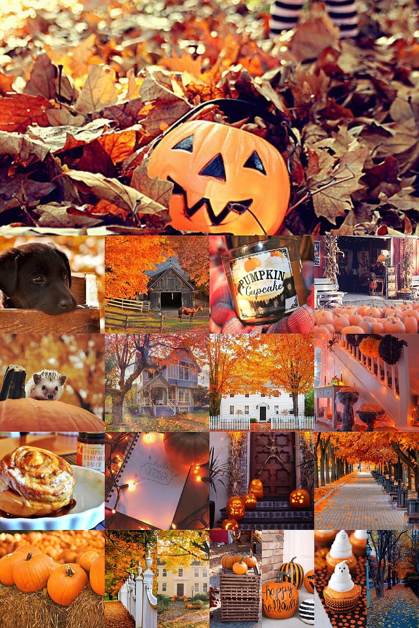Fall/Autumn Inspo, halloween fall collage HD phone wallpaper | Pxfuel