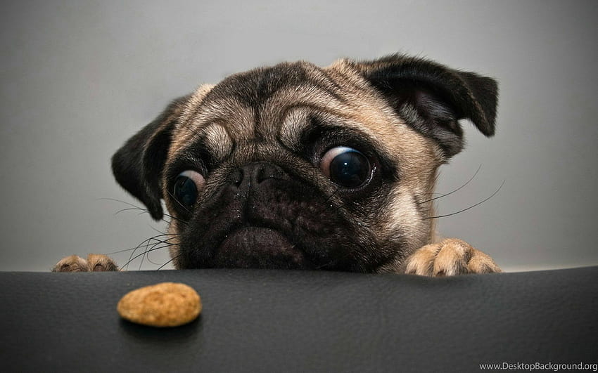 Interesting Of A Black Greedy Pug Backgrounds HD wallpaper