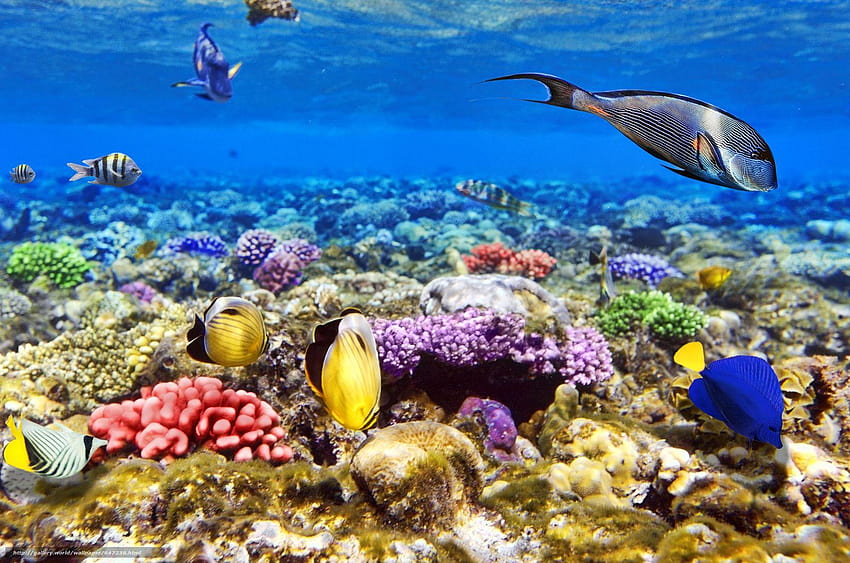 Sea, seabed, fish, nature HD wallpaper | Pxfuel