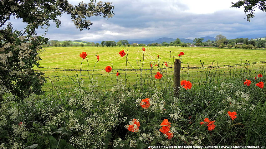 British Countryside, uk spring HD wallpaper
