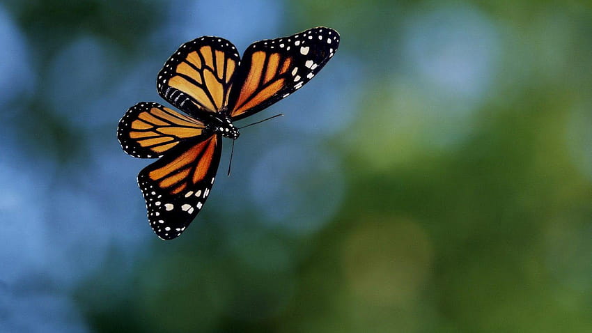 Monarch Butterfly Caterpillar HD wallpaper