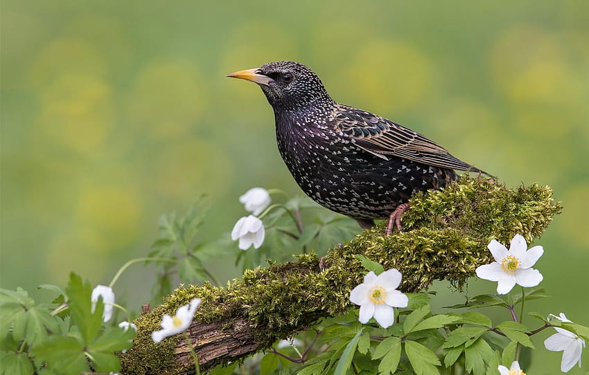 flowers, background, bird, Starling for HD wallpaper
