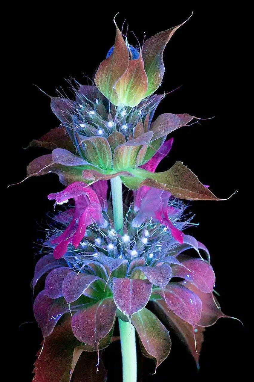 Bee Balm Flower × Ultraviolet บาล์มผึ้งดอกไม้ วอลล์เปเปอร์โทรศัพท์ HD