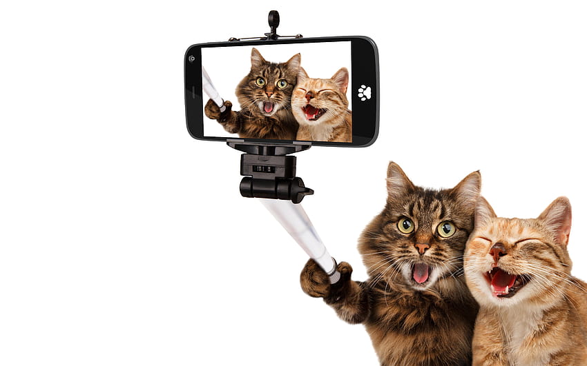 Two Cats taking a Selfie Retina Ultra HD wallpaper