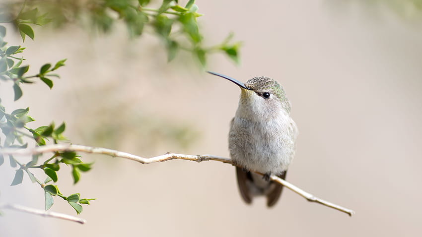 Hummingbird , Birds, Backgrounds, humming birds HD wallpaper