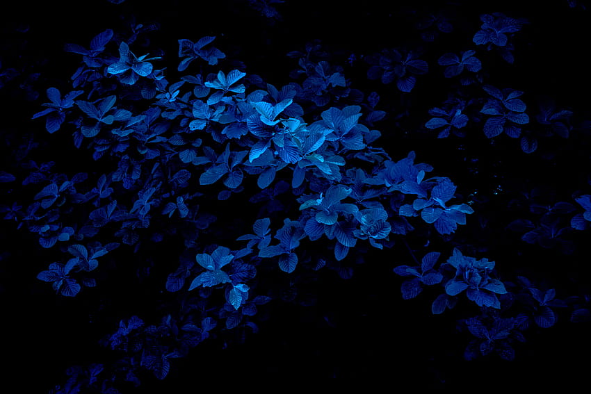 these blue for iPhone, iPad, and Mac, blue leaves HD wallpaper