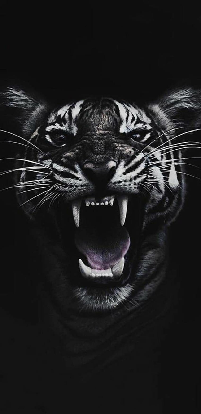 Download tiger black Wallpaper by dathys  7b  Free on ZEDGE now Browse  millions of popular black Wallpapers and Ringto  Tiger wallpaper Tiger  pictures Tiger