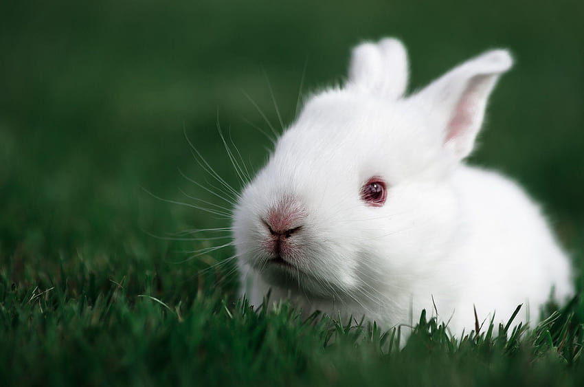 Rabbit white baby rabbit bunny smart phone , cute white baby rabbits HD wallpaper