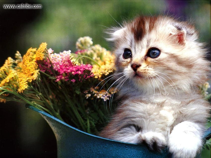 cats and flowers HD wallpaper