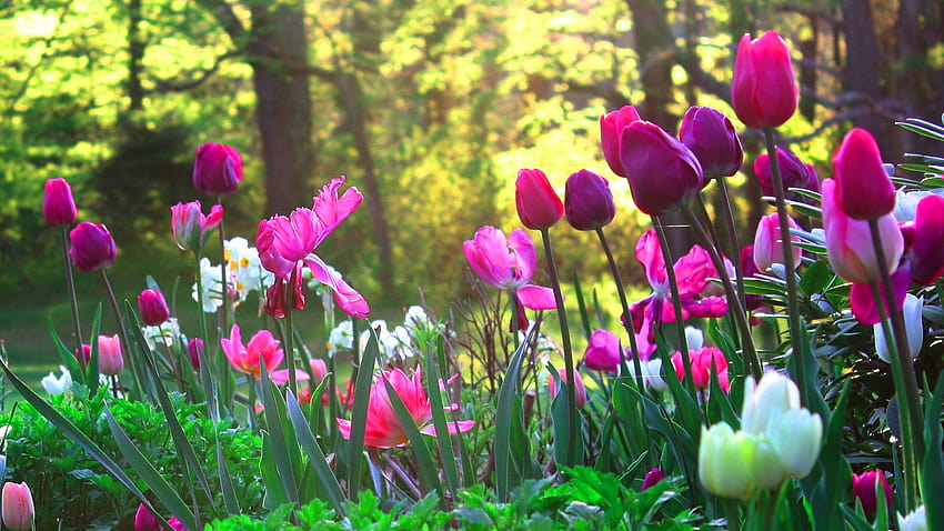Jardin de fleurs haute résolution [1920x1080] pour votre, mobile et tablette, champ de fleurs de printemps Fond d'écran HD