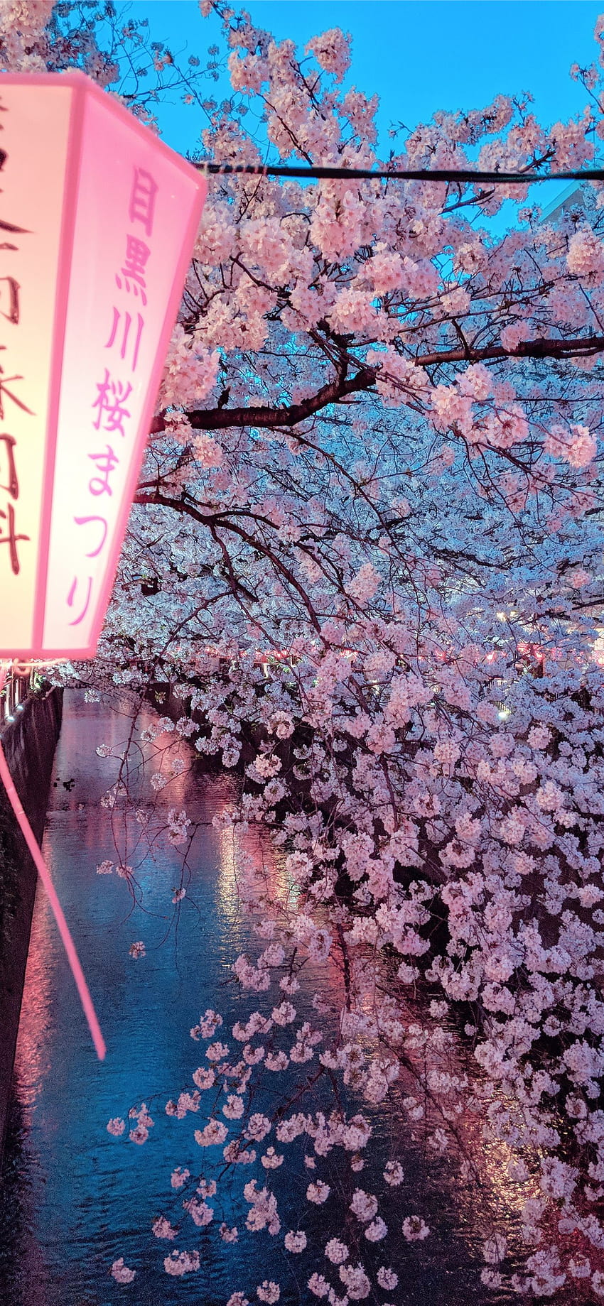 Cherry Blossom Tree Village iPhone Wallpaper HD  iPhone Wallpapers