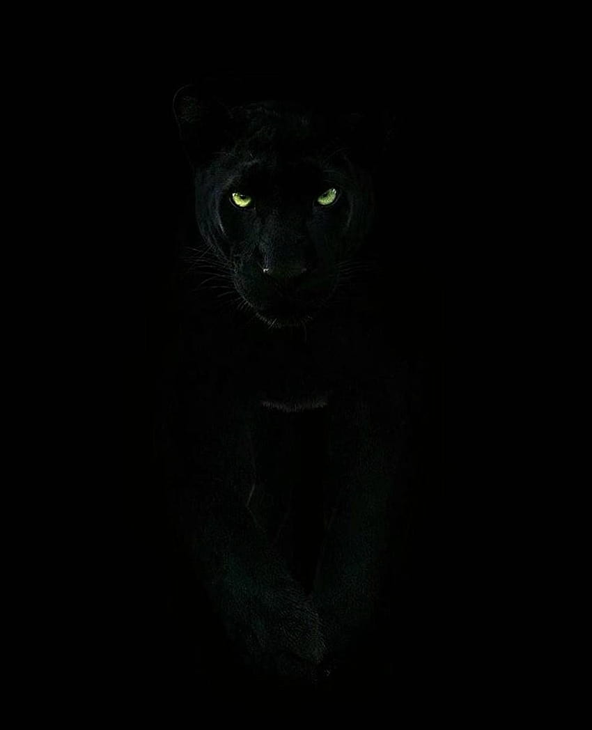 Black panther, animal android HD phone wallpaper | Pxfuel