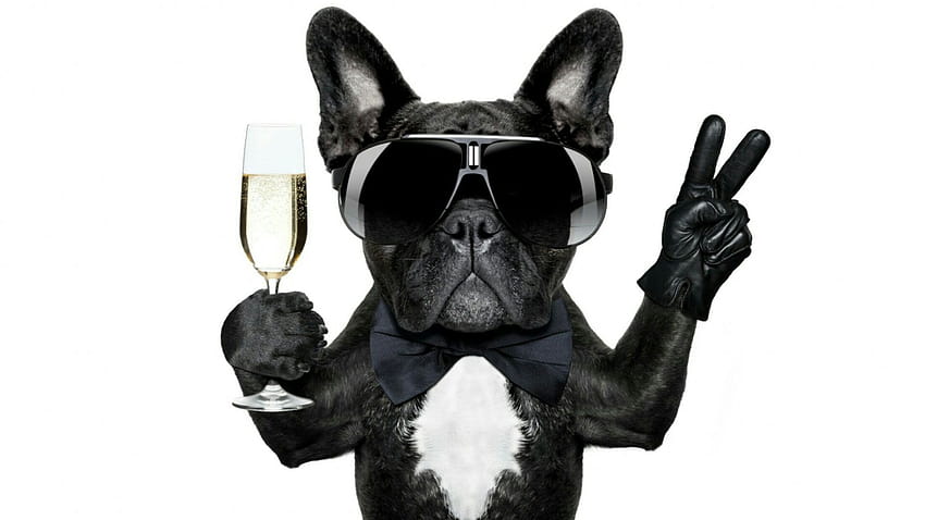 Animal • Dog , celebrate, champagne, dog breed, snout, eyewear, french bulldog • For You The Best For & Mobile, aesthetic french bulldog HD wallpaper