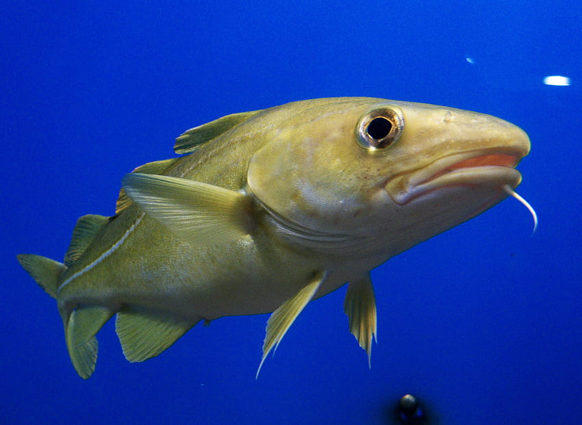 I cambiamenti nell'abbondanza di pesce foraggio alterano il merluzzo atlantico Sfondo HD