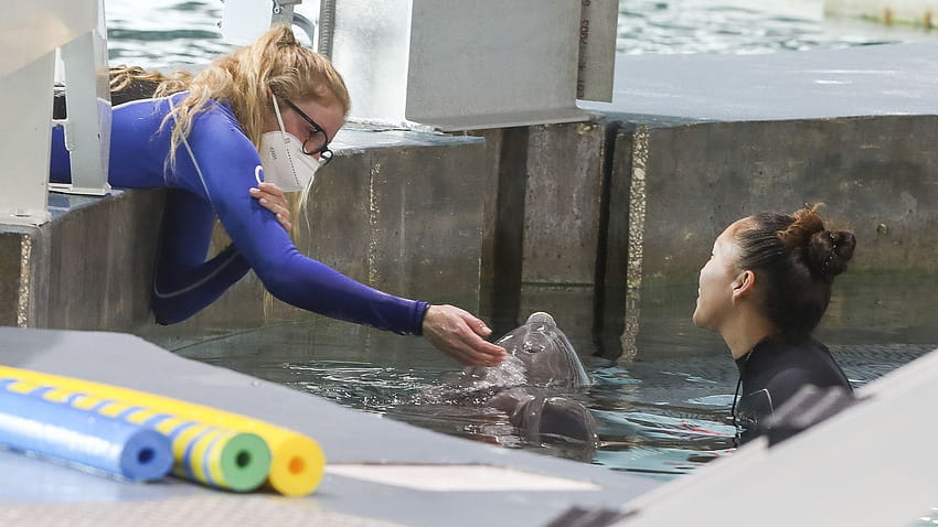 Dolphin Tale' star Winter dies at Clearwater Marine Aquarium HD wallpaper