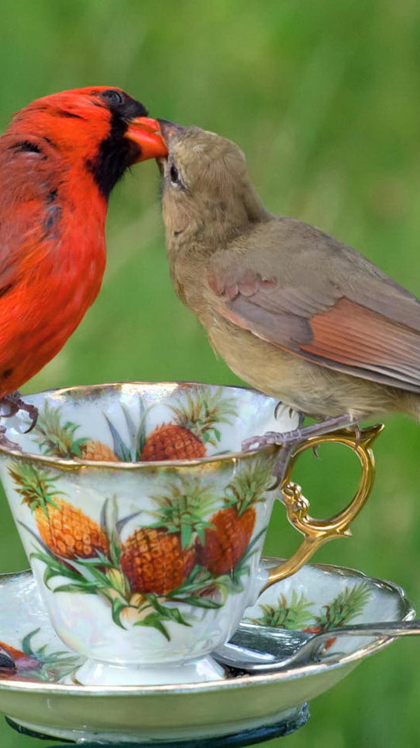 ScreenHeaven: Love birds saucer spring red pair cup brown, mobile phone love birds HD phone wallpaper