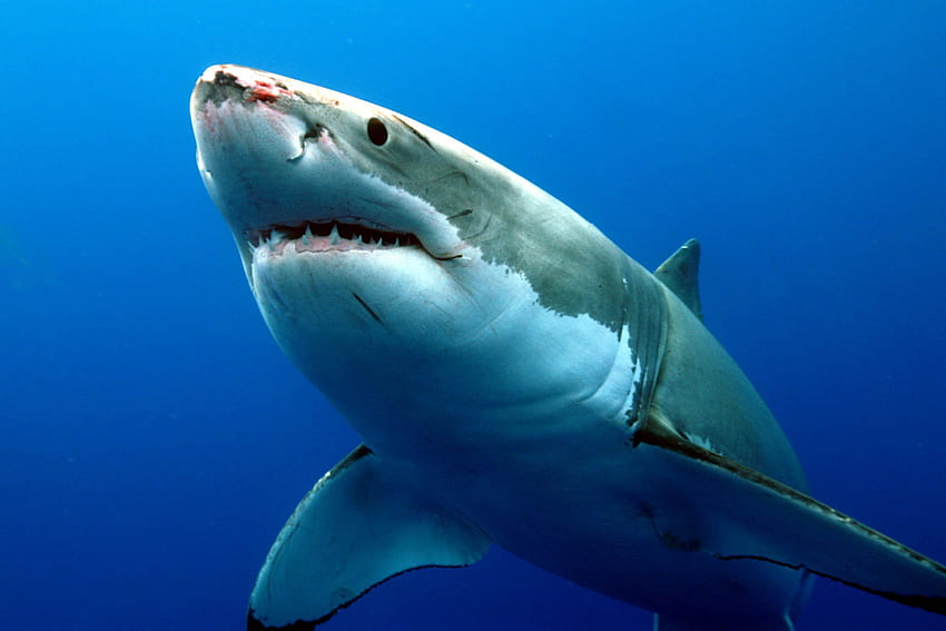Great white shark and . Cute Great white shark, great white sharks HD wallpaper