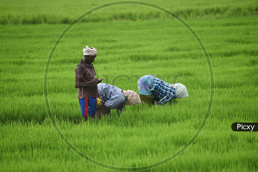 indyjskich rolników pracujących w dziedzinie rolnictwa Tapeta HD