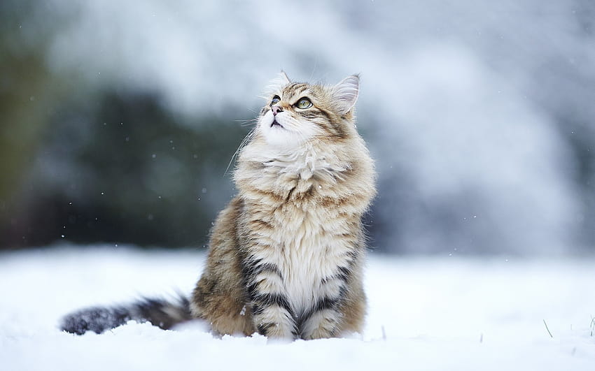 PC, Winter, Snow Humor,cats, Beautiful, Animal , winter animals pc HD  wallpaper | Pxfuel