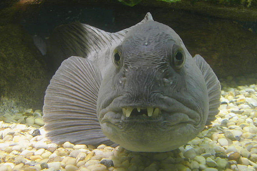 7 Fish So Ugly Only Their Mothers Can Love Them, ugly fish HD wallpaper