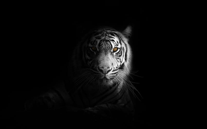 Ritratto, minimo, tigre bianca, scuro, 3840x2400, tigre bianca siberiana Sfondo HD