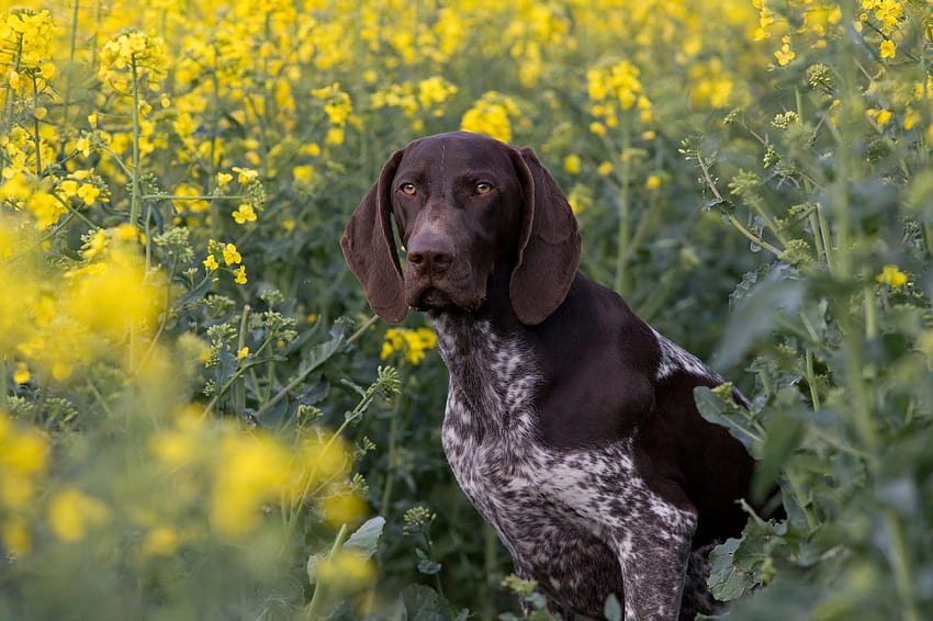 German Shorthaired Pointer Hunting Dogs , Backgrounds HD wallpaper