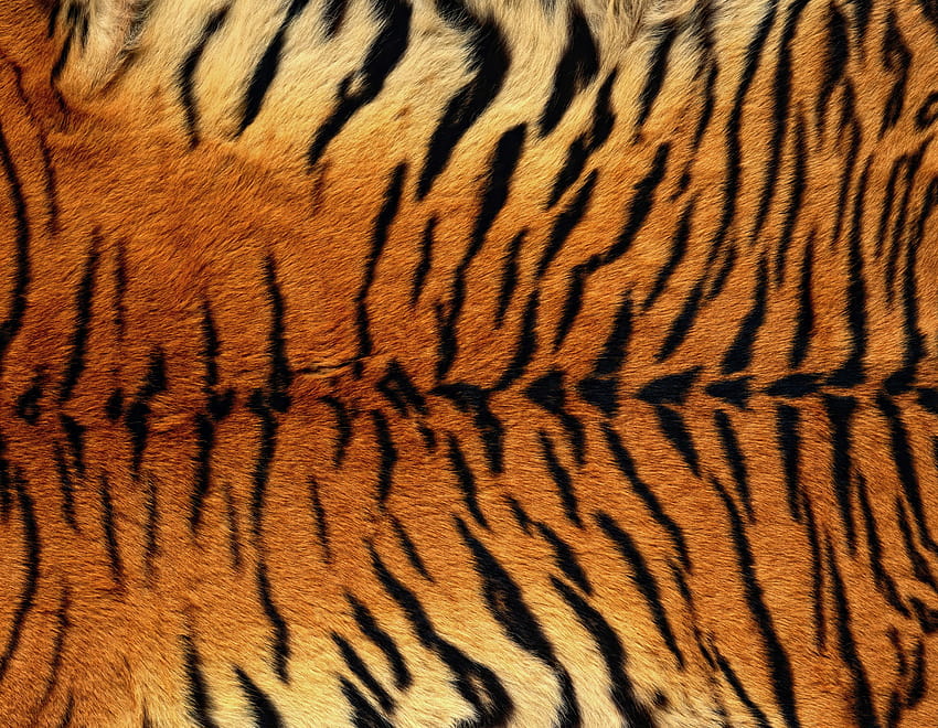 Tiger Skin Backgrounds HD wallpaper | Pxfuel