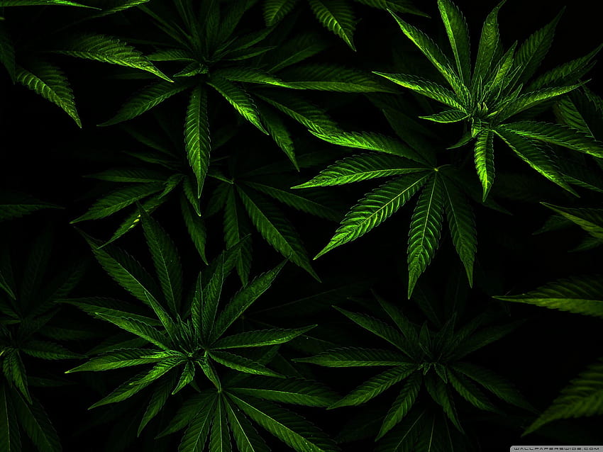 Weed ❤ for Ultra TV • Wide & Ultra, marijuana HD wallpaper