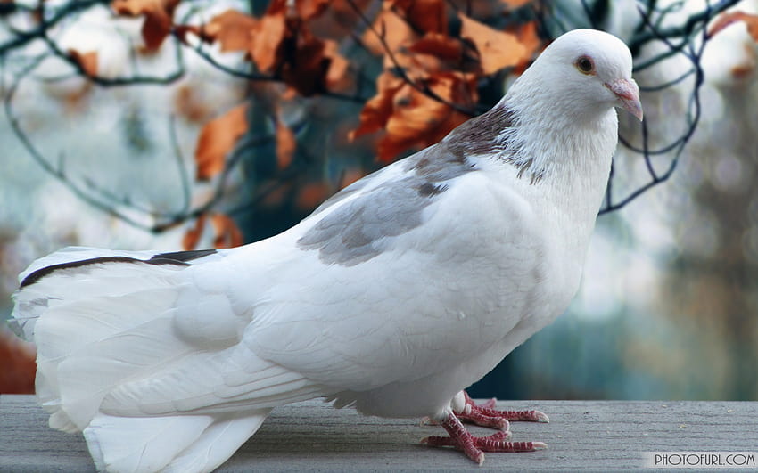 Beautiful White Pigeon HD wallpaper | Pxfuel