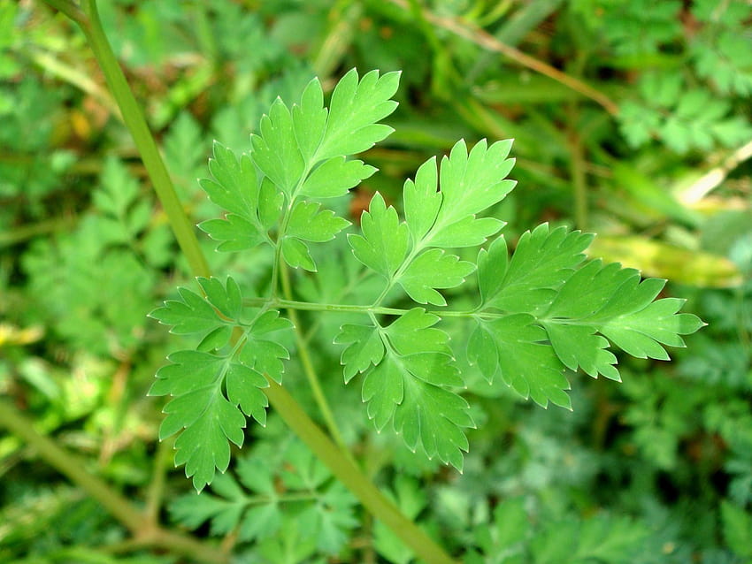 Corydalis heterocarpa Siebold & Zuccarini var. japonica HD wallpaper ...