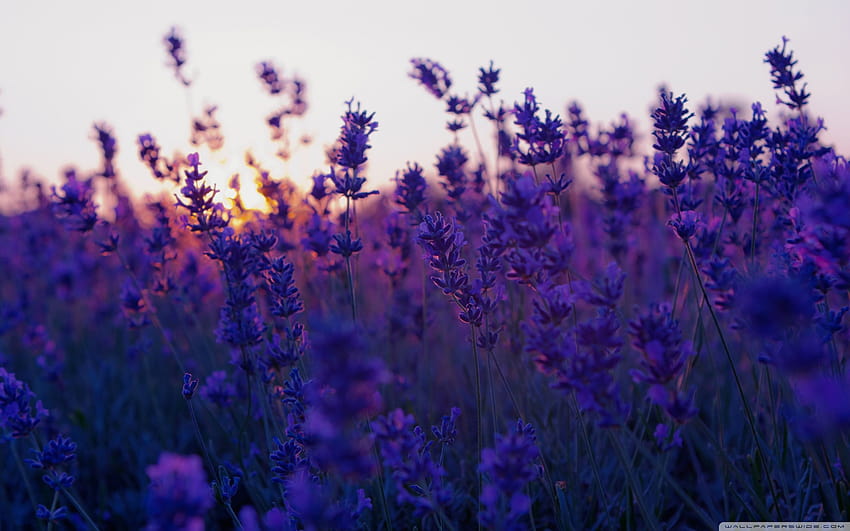 Lavendel-Ästhetik-Laptop HD-Hintergrundbild