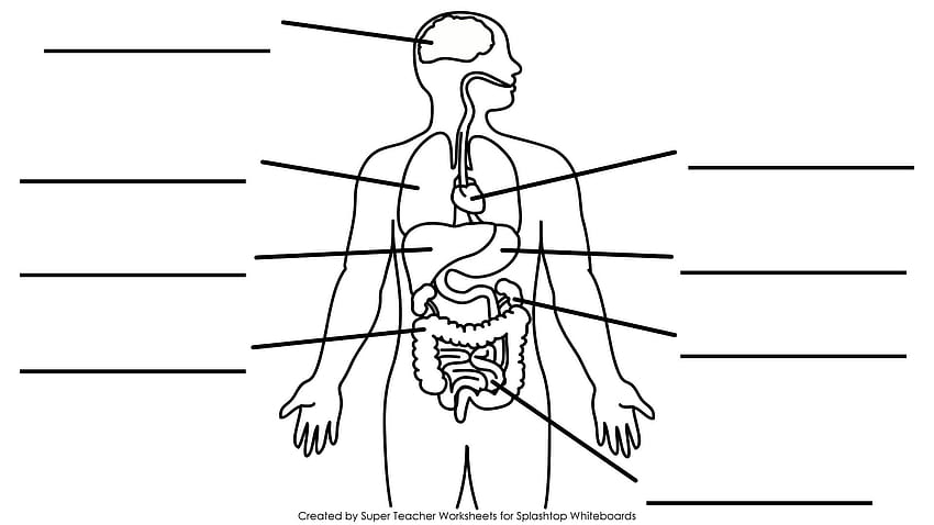 Diagrama sem legenda dos órgãos do corpo humano ...tartrerepub.blogspot papel de parede HD