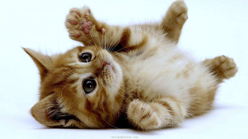 Cute Kitten, kittens HD wallpaper