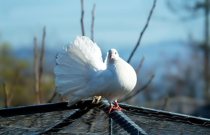 Beautiful White Pigeon to for, pigeons HD wallpaper