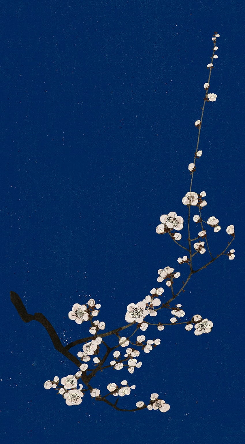 Traditional Japanese plum blossom mobile, aesthetic japan mobile HD phone wallpaper