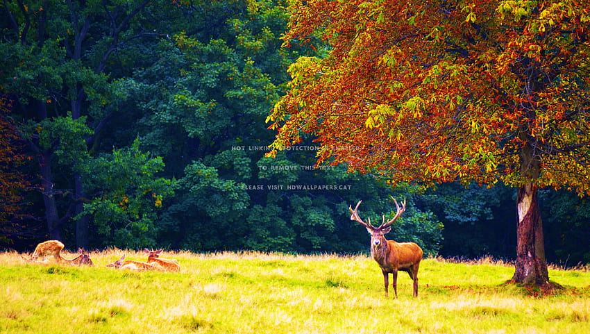 deer in autumn trees forest meadow colors, autumn forest meadow HD wallpaper