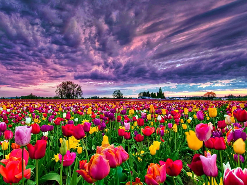 Campo de tulipanes al atardecer s 498470 : 13 fondo de pantalla