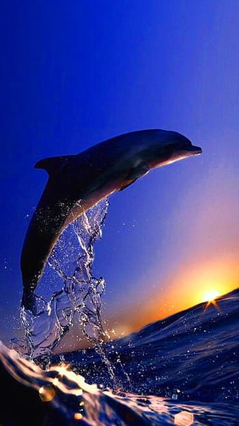 Wallpaper sea sunset dolphins beautiful images for desktop section  природа  download