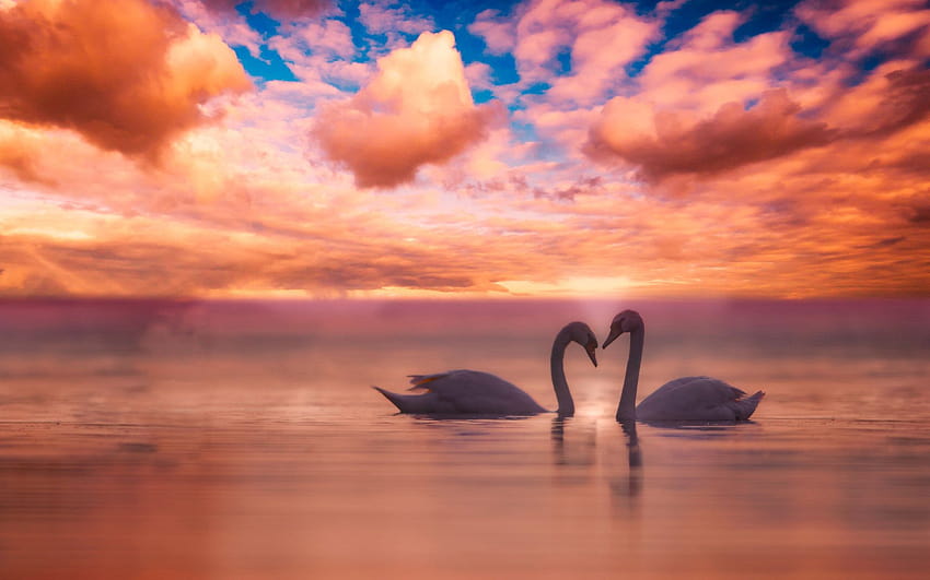 pareja de cisnes, puesta de sol, conceptos de amor, blanco, cisnes al atardecer fondo de pantalla