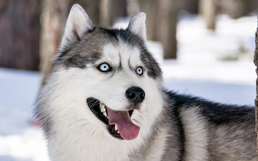 Siberian Husky Computer Backgrounds 1920x1080 [1920x1080] for your ...