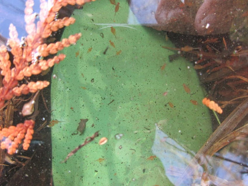 Wróżkowe krewetki w wiosennym basenie Harper Park – Nasze zmieniające się pory roku, wiosenne popołudnie Tapeta HD